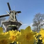 A traditional windmill stands behind a field of blooming yellow daffodils under a clear blue sky with some bare trees in the background. A traditional windmill stands behind a field of blooming yellow daffodils under a clear blue sky with some bare trees in the background.