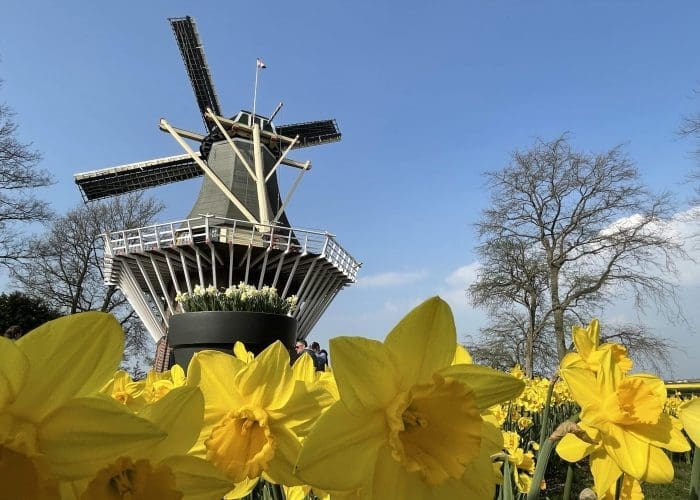 A traditional windmill stands behind a field of blooming yellow daffodils under a clear blue sky with some bare trees in the background.