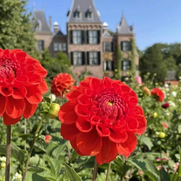 Red dahlias in bloom in a garden with a brick chateau featuring dormer windows and green shutters in the background under a clear blue sky.