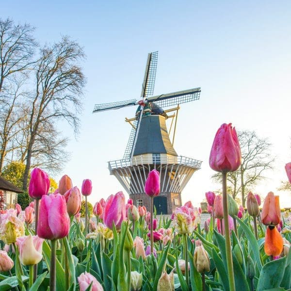 Keukenhof Windmill and Tulips