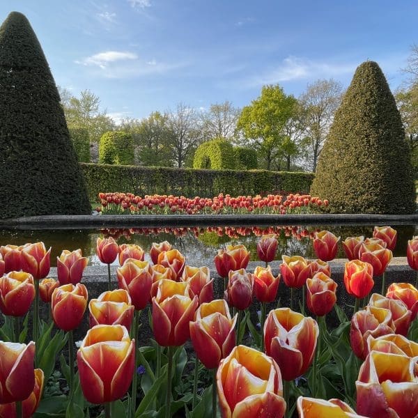 A formal garden with neatly trimmed conical shrubs, a reflecting pool, and rows of red and yellow tulips in bloom under a clear blue sky—an ideal spot to experience all year round flowers on a private tour.