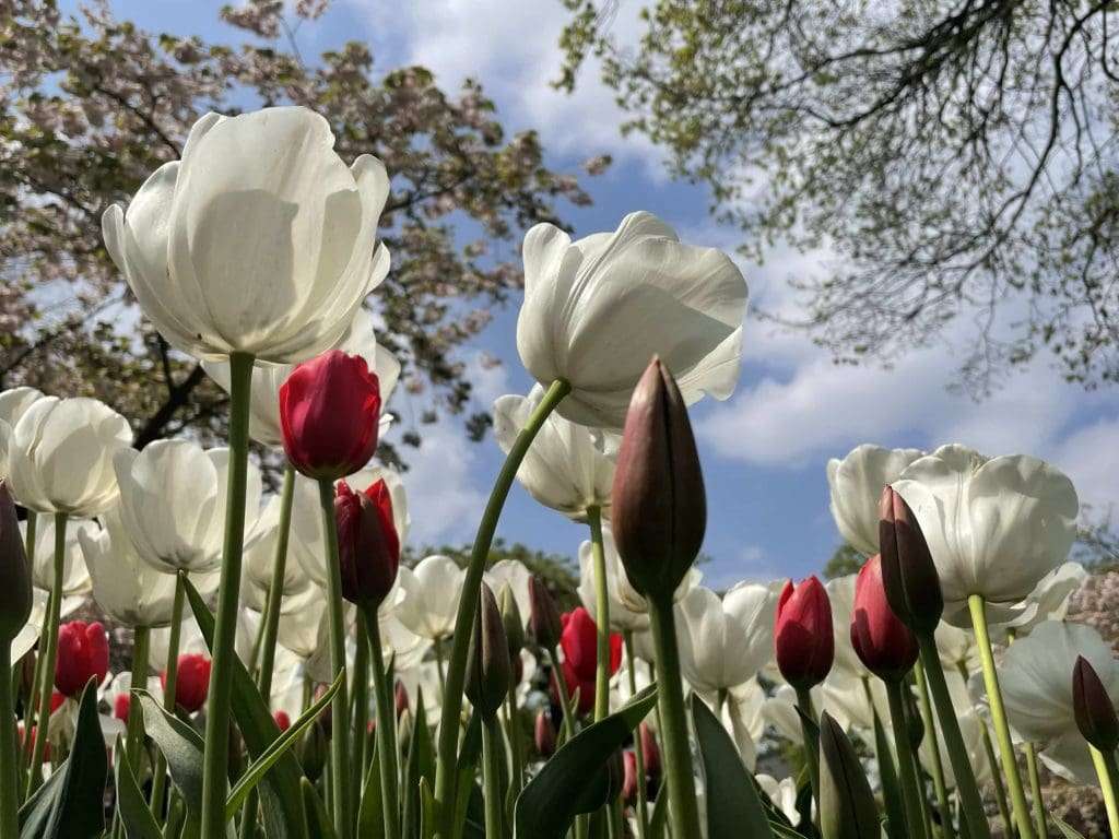 White and red tulips in bloom and bud, viewed from below at Keukenhof Gardens, w