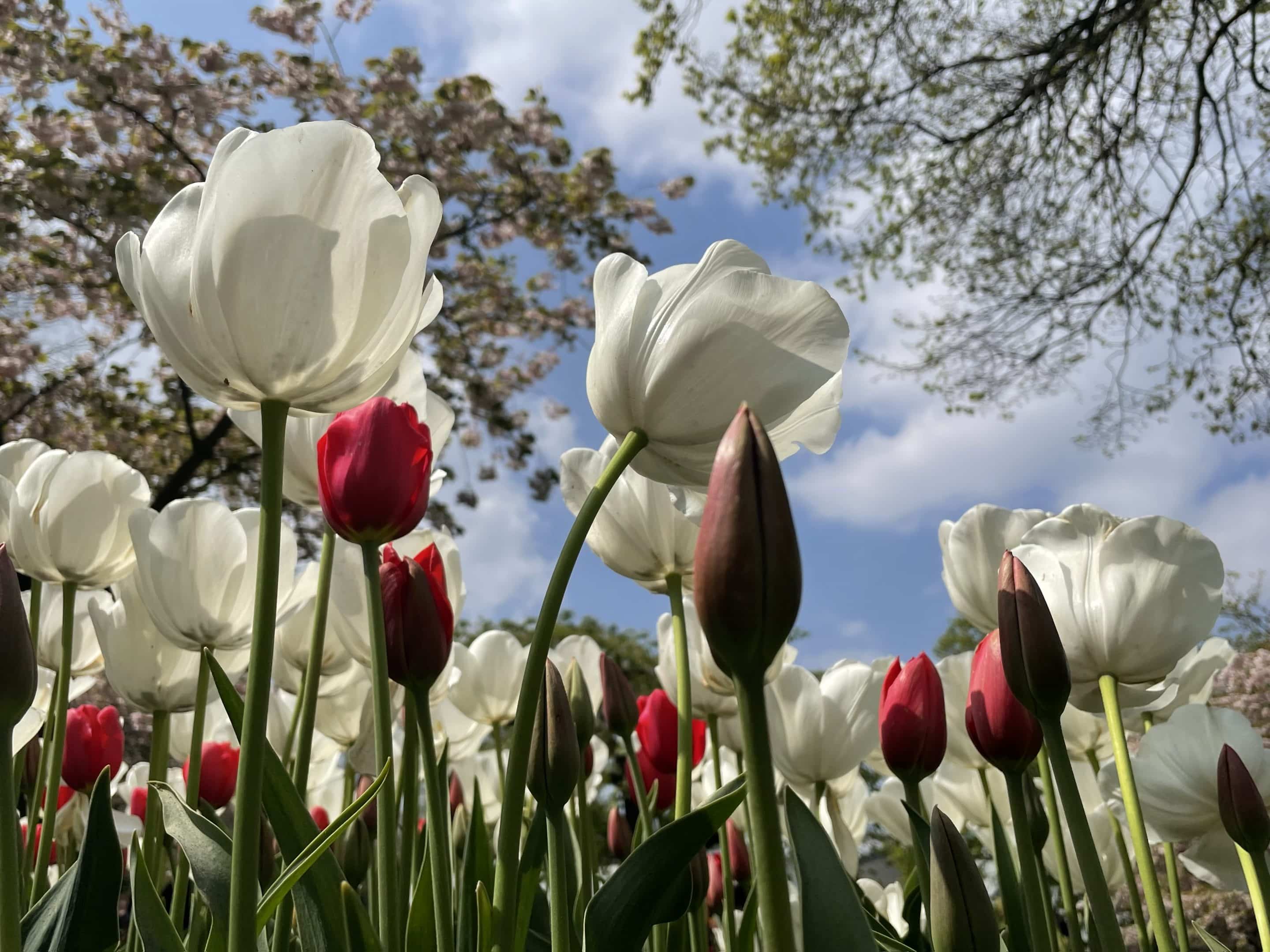 Keukenhof Gardens Tulip Close Ups