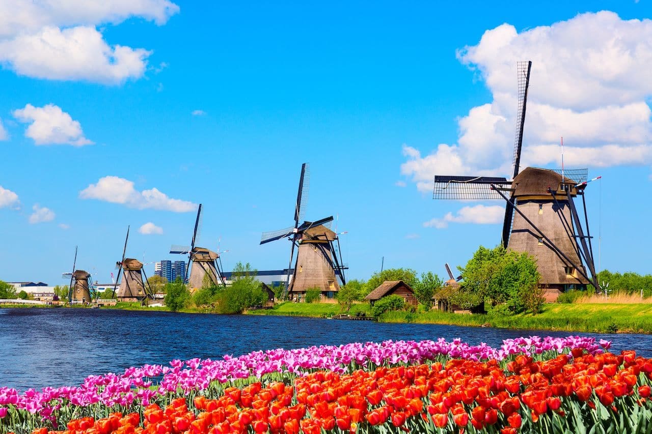 fake image Kinderdijk and tulips Fake image zaanse schans and tulips