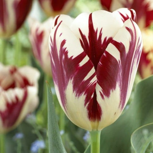 Keukenhof Gardens Bridge and Tulips Keukenhof Gardens Bridge and Tulips
