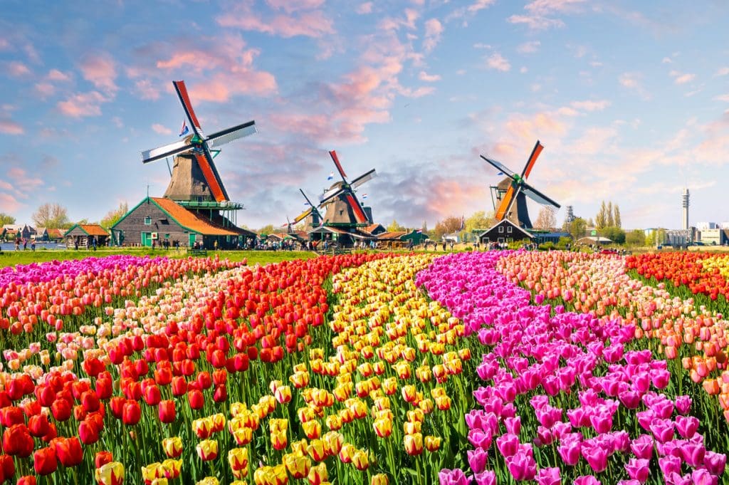 Colourful Dutch tulip fields with traditional windmills in the Netherlands