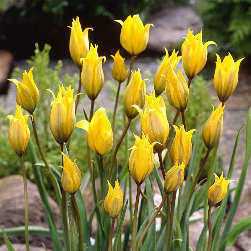Keukenhof 2023 Keukenhof 2023