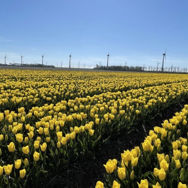 Yellow tulip fields with wind turbines in the Dutch countryside