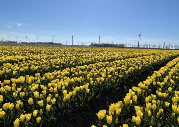Yellow tulip fields with wind turbines in the Dutch countryside