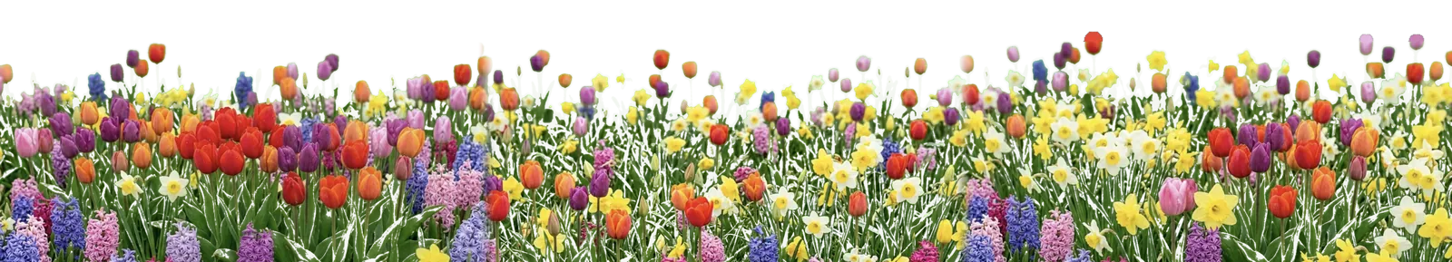 Tulips, daffodils and hyacinths flowering together in a Dutch bulb field